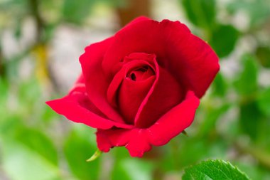 Çalıların üzerinde güzel kırmızı bir gül. Bokeh arkaplanı.