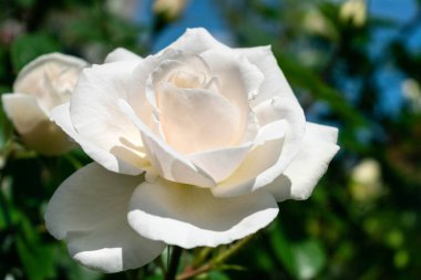 Bahçedeki beyaz gül. Yakın plan..