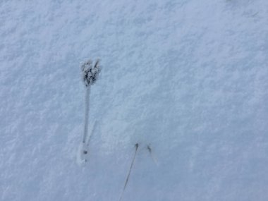 Donmuş bitkiler kışın açık havada, sabahları