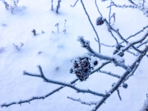 Plantas Congeladas Livre Inverno Pela Manhã — Fotografia de Stock