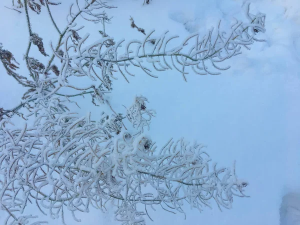 Plantas Congeladas Livre Inverno Pela Manhã — Fotografia de Stock