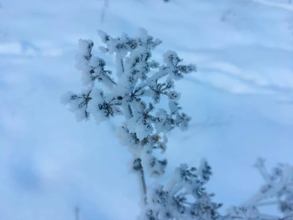 Plantas Congeladas Livre Inverno Pela Manhã — Fotografia de Stock