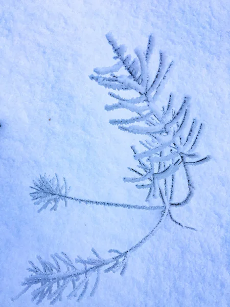 Plantas Congeladas Livre Inverno Pela Manhã — Fotografia de Stock