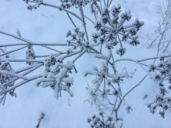 Plantas Congeladas Livre Inverno Pela Manhã — Fotografia de Stock