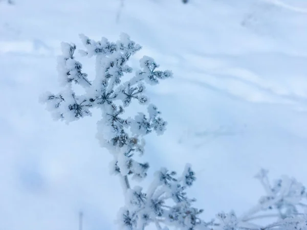 早上在冬季室外结冰的植物 — 图库照片