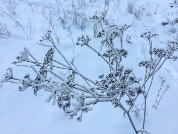 Plantas Congeladas Livre Inverno Pela Manhã — Fotografia de Stock