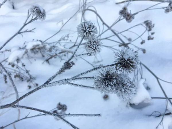 早上在冬季室外结冰的植物 — 图库照片
