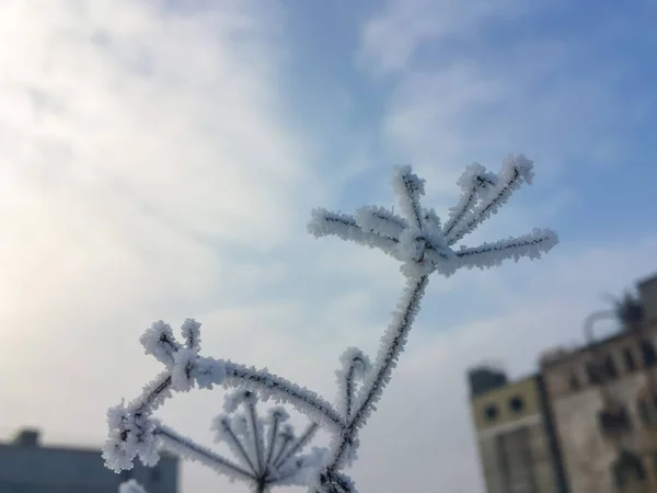 早上在冬季室外结冰的植物 — 图库照片