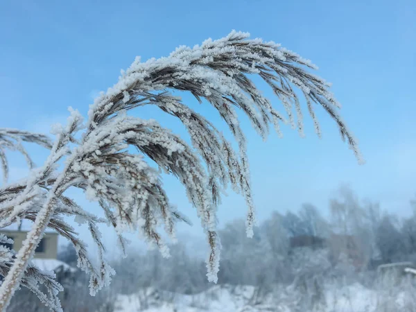 Bevroren Planten Buiten Winter Ochtend — Stockfoto