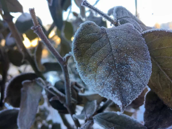 Plantas Congeladas Livre Inverno Pela Manhã — Fotografia de Stock