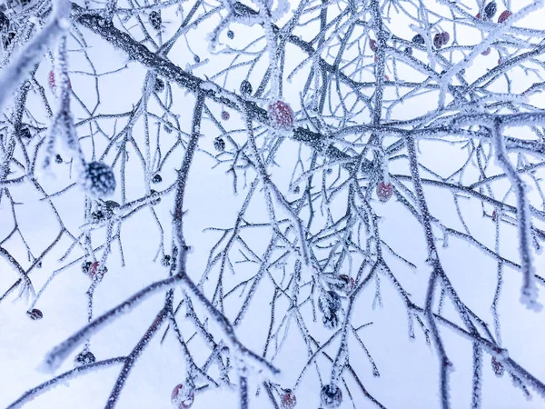 Plantas Congeladas Livre Inverno Pela Manhã — Fotografia de Stock