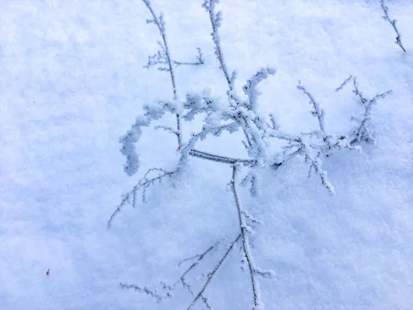 Plantas Congeladas Livre Inverno Pela Manhã — Fotografia de Stock