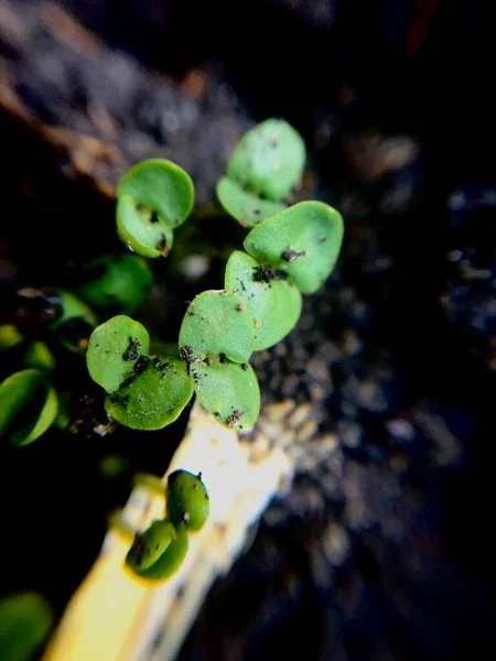 Crescimento Verde Fresco Chão Casa — Fotografia de Stock