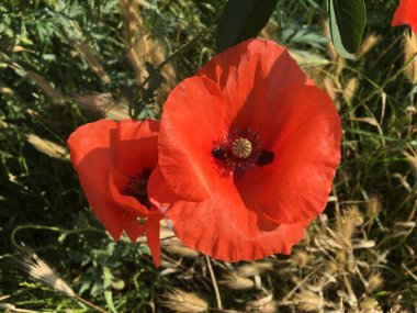 Kapımız gibi tarlada haşhaş ve buğday doğa güzelliği