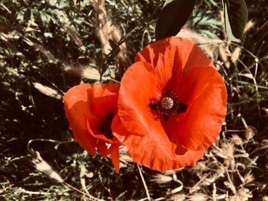 Kapımız gibi tarlada haşhaş ve buğday doğa güzelliği