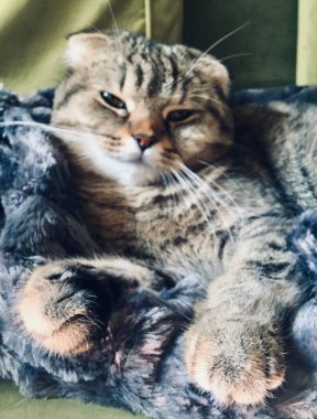 İskoç katlı kaplan kedi güneş ışınları üzerinde yatıyor