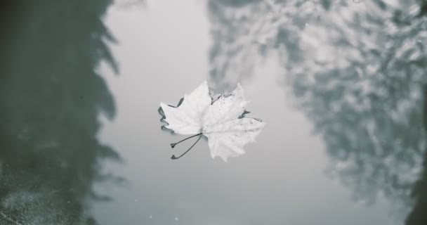 Suchy liść na wodzie, czarno-biały film. depresyjny nastrój jesienny. — Wideo stockowe