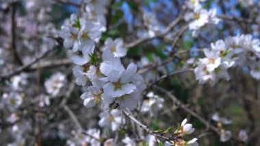Badem dalı ilkbaharın başlarında çiçeklenmenin başlangıcında