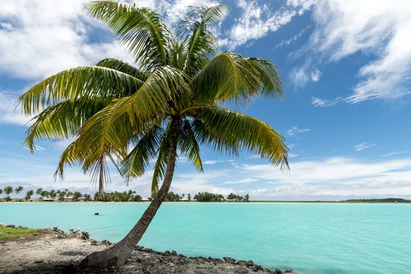 Isla de Palm Bora Bora Polinesia Francesa —  Fotos de Stock