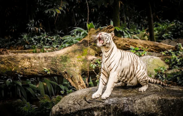 Weißer Tiger im sigapore zoo 2016 — Stockfoto