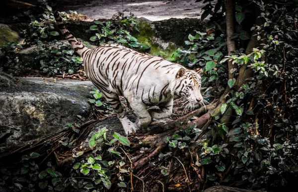 Άσπρη τίγρη σε Sigapore ζωολογικό κήπο 2016 — Φωτογραφία Αρχείου