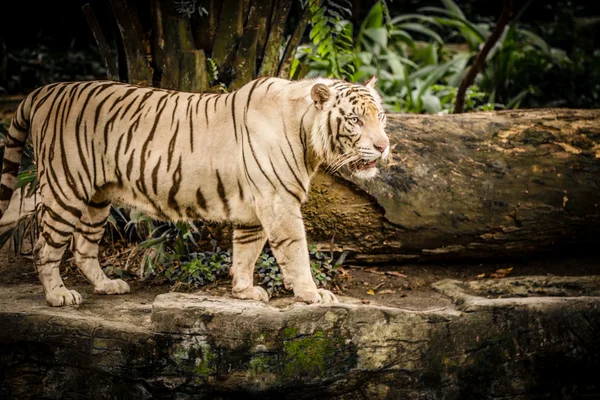 Tigre Branco no Zoológico de Sigapore 2016 — Fotografia de Stock