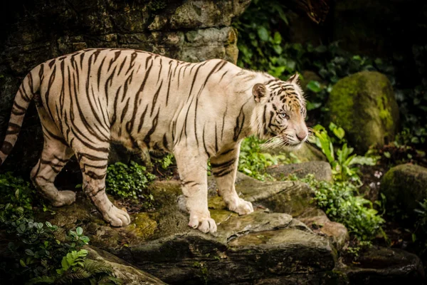 Tigre blanco en el zoológico de Sigapore 2016 — Foto de Stock