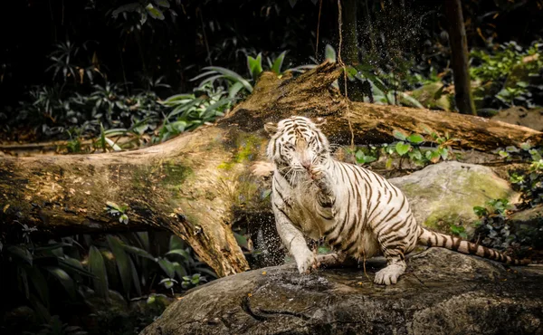 Weißer Tiger im sigapore zoo 2016 — Stockfoto