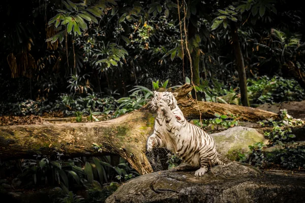 White Tiger in Sigapore Zoo 2016 — Stock Photo, Image