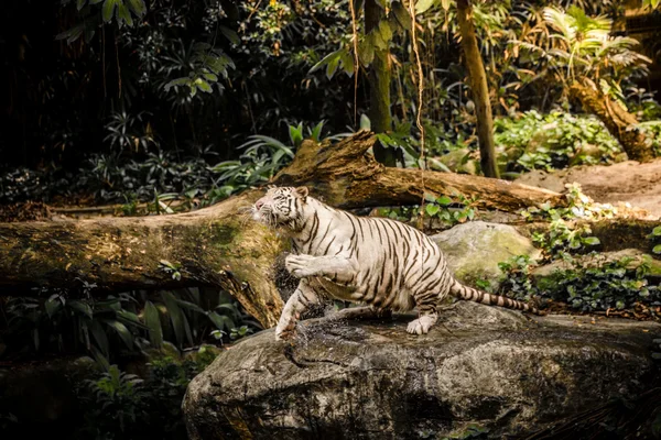 Weißer Tiger im sigapore zoo 2016 — Stockfoto