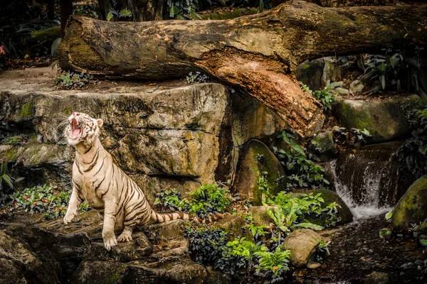 Tigre blanco en el zoológico de Sigapore 2016 Fotos de stock libres de derechos