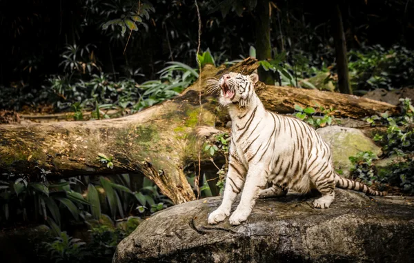 Tigre blanco en el zoológico de Sigapore 2016 Imagen de archivo