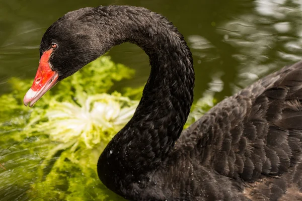 Een zwarte zwaan zwemmen — Stockfoto