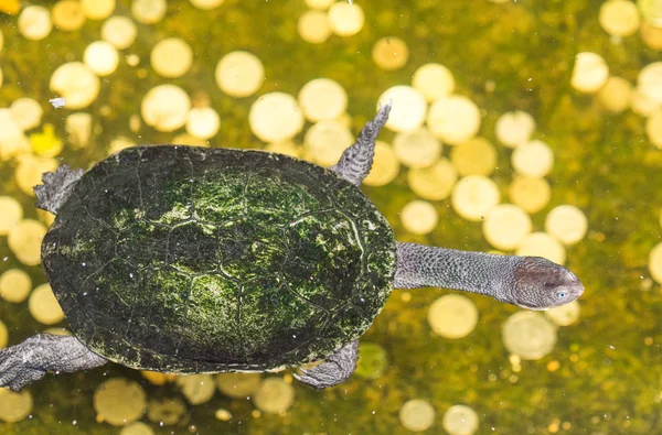 Želvy, želvy ve vodě, krásné želvy — Stock fotografie