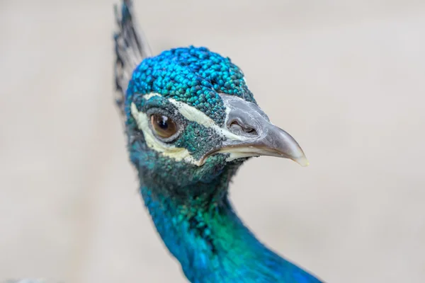 Um pavão cabeça cheia closeup — Fotografia de Stock