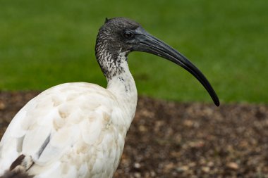 Sydney Aus bir parkta kutsal aynağı (Threskiornis aethiopicus)