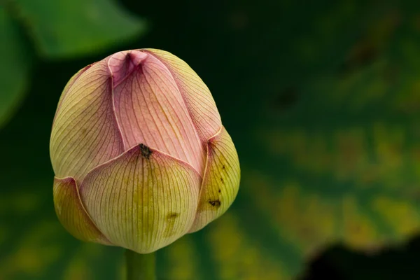 在柔和的色调的粉红色和豌豆的美丽的封闭的郁金香花 — 图库照片