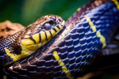 yerde yatan ve bekleyen tehlikeli yılan