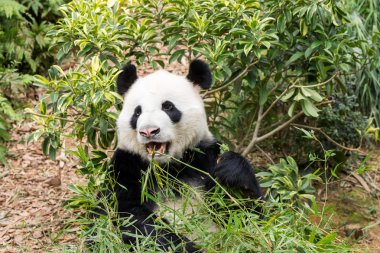 Panda bambu yiyor.