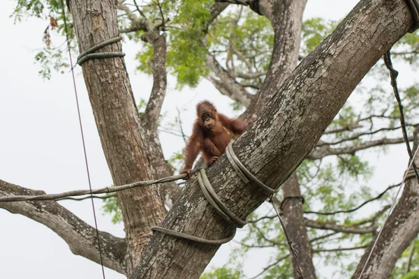 Orang Utans exclusivamente espécies asiáticas — Fotografia de Stock