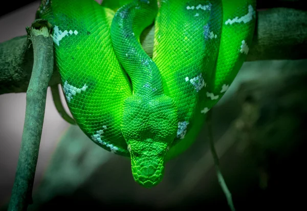 Perigoso Serpente deitado no chão e esperando — Fotografia de Stock