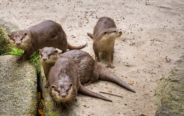 Bruin otters op zoek naar voedsel — Stockfoto
