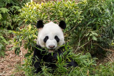 Ayı Panda yeme bambu ağacı