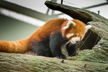 Kızıl bir panda portresi