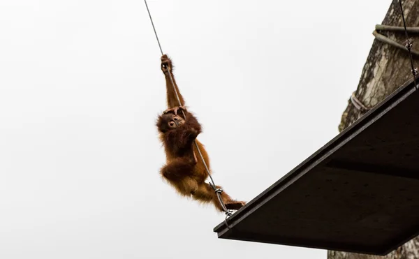 Orangutan Utans výhradně asijské druhy — Stock fotografie