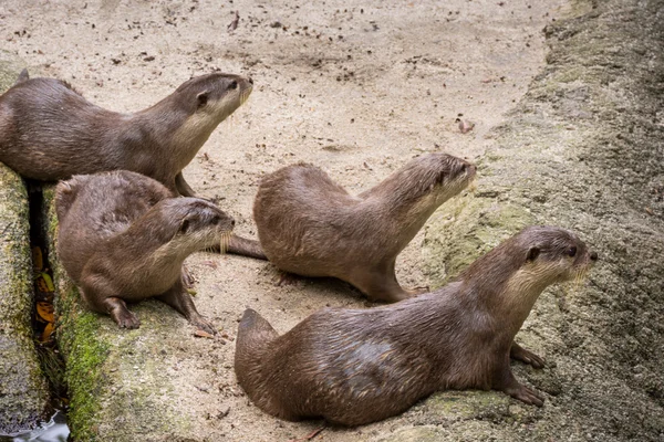 Bruin otters op zoek naar voedsel — Stockfoto