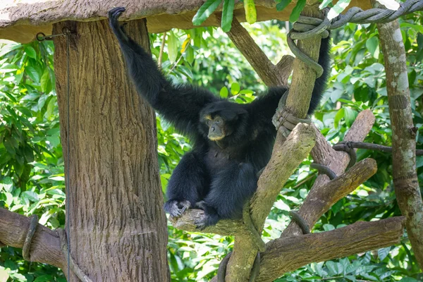 Druh opice Gibbon sedí v stromu — Stock fotografie