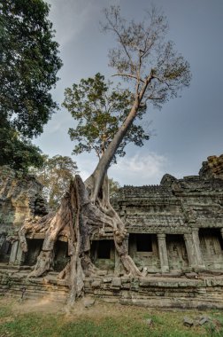 Gizemli Preah Khan Tapınağı Angkor, Siem Reap, Kamboçya.