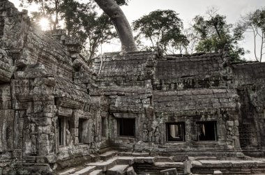 Angkor Prohm Khmer orman orman antik Budist tapınağı. Ünlü