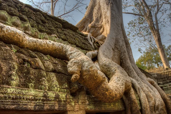 Angkor Prohm khmerské starověké buddhistický chrám v lese džungle. Slavný — Stock fotografie